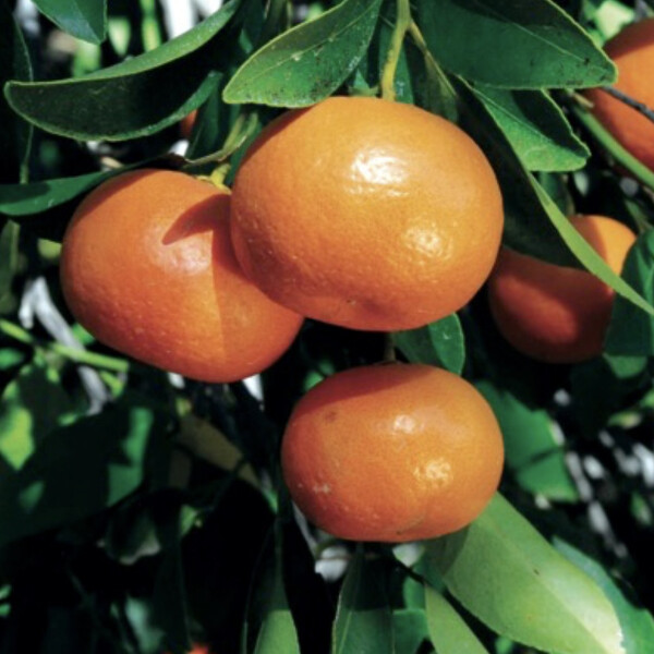 Ноты в ароматах